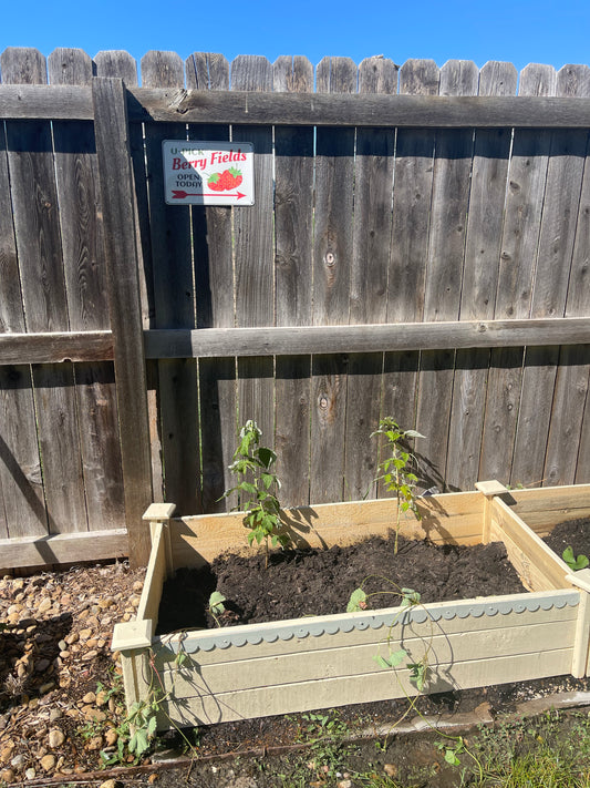 My Berry Picking Garden